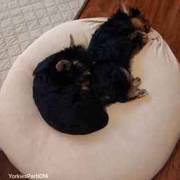Yorkshire Terrier puppies from Yorkies Parti of 4
