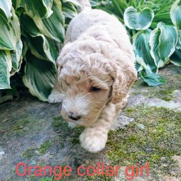 Goldendoodle Puppies from Ninnie's Doodles