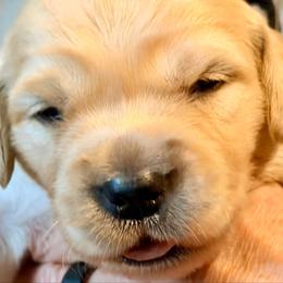 Luna Luminaire - Light golden female Golden Retriever puppy in Gainesville, Florida from Heart and Soul Dog Breeding, Inc.