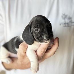 Earl - Piebald male Dachshund puppy in Skiatook, Oklahoma from Willies Weinies