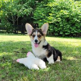 Henry - Black and tan male Pembroke Welsh Corgi puppy in Sparta, Tennessee from Poso Creek Corgis