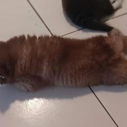Pomsky Puppies from Your Friend Seamus' Studds
