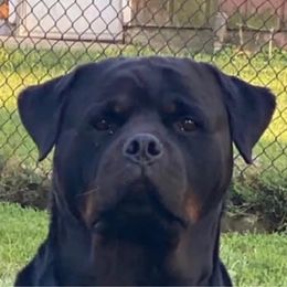 King - Rottweiler
