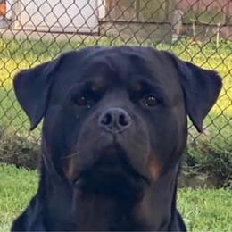 King - Rottweiler