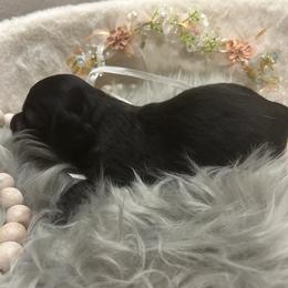 Blackie - Black male Dachshund puppy in Saint Peter, Illinois from Ashton’s Doxies of Southern IL