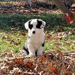 Girl 2 - Black and white Cardigan Welsh Corgi puppy in Illinois from RavenSong Cardigans