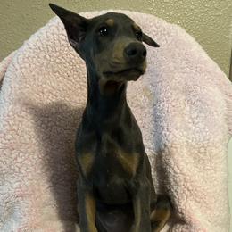 Girl 2 - Blue and rust female Doberman Pinscher puppy in Mc Cook, Nebraska from Morningstar Kennel