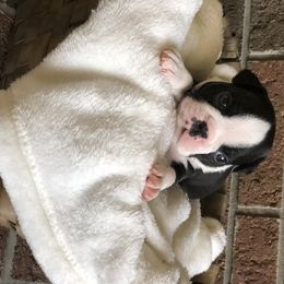Boston Terrier Puppies from True North Bostons