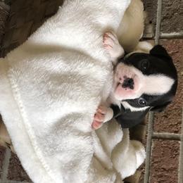 Boston Terrier Puppies from True North Bostons