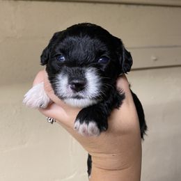 Aussiedoodle Puppies from Arizona Lane Doodles