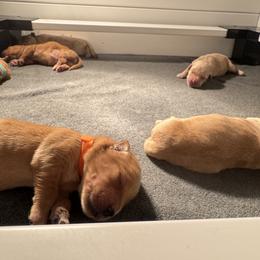 Golden Retriever Puppies from Pura Vida Golden Retrievers