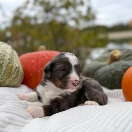 Comet (Green) - Merle male Bernedoodle puppy in Highland, Utah from Angel Pups Deluxe
