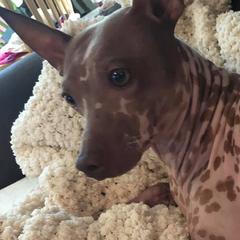 American Hairless Terriers from Prisonbreak