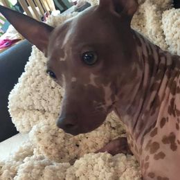American Hairless Terriers from Prisonbreak