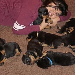 Rottweiler Puppies from Mountain High Kennels