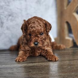Mocha - Red  male Poodle puppy in Hoagland, Indiana from Kandyland Kennels