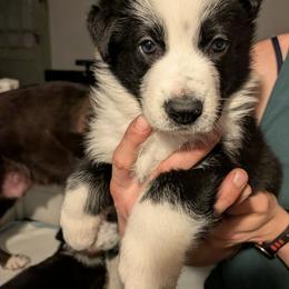 Sandor Clegane - Panda male German Shepherd puppy in Garrett, Indiana from Devil-Dog Shepherds