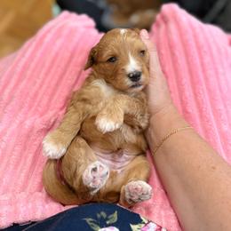 Fletcher - Red  male Goldendoodle puppy in Orangevale, California from Ugly Dad Doodles