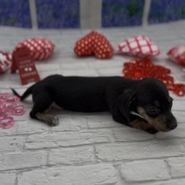 Black and Cream Smooth Female (brindle points) - Black and cream female Dachshund puppy in Killeen, Texas from Southern Dachshunds