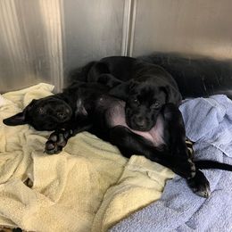 Labrador Retriever Puppies from Salty Duck Retrievers