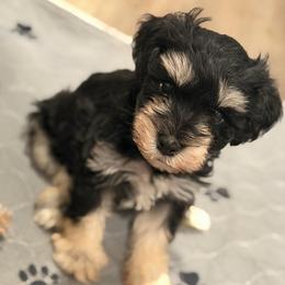 Tucker - Black and silver male Miniature Schnauzer puppy in Magalia, California from NorCal Schnauzers