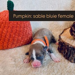 Pumpkin - Sable female Pembroke Welsh Corgi puppy in Norman, Oklahoma from Charm Farm Corgis