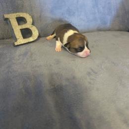 Tigershark - Red male Pembroke Welsh Corgi puppy in Maupin, Oregon from Bailey Nannini