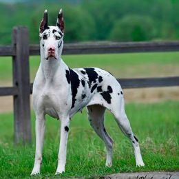 Great Danes from TDT Great Danes