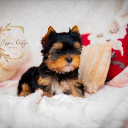 Bo - Black and tan male Yorkshire Terrier puppy in Marmaduke, Arkansas from Copper Ridge Yorkies