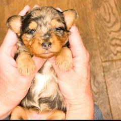 Kelsey - female Australian Mountain Doodle puppy in South Jordan, Utah from Western Doodles Utah