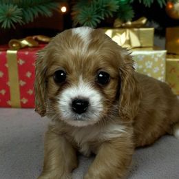Jason - Apricot male Cavapoo puppy in Oklahoma from Rocky Oak Cavaliers & Biewer Terriers LLC