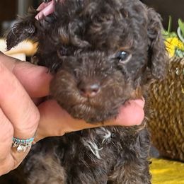 Cockapoo, Sheepadoodle, and Whoodle Puppies from Saddle Mountain Doodles