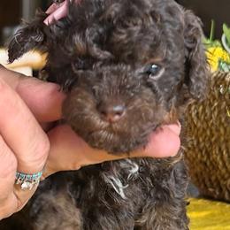 Cockapoo, Sheepadoodle, and Whoodle Puppies from Saddle Mountain Doodles