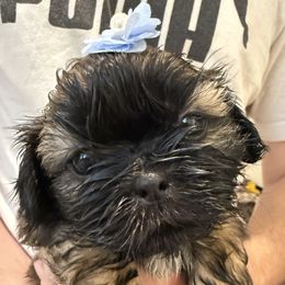 Sugar Boy - Brindle male Shih Tzu puppy in Ellicott City, Maryland from Dr. Dmitriy Kurenbin PURE SHIH TZU Puppies