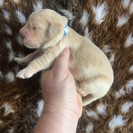 Blue - Golden male Golden Retriever puppy in Jesup, Georgia from Painted Platinum Retrievers (Painted Platinum Kennel) PPK