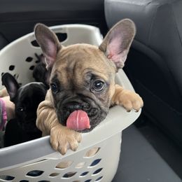 Taylor - French Bulldog puppy in Columbia, South Carolina from Stratton Kennel