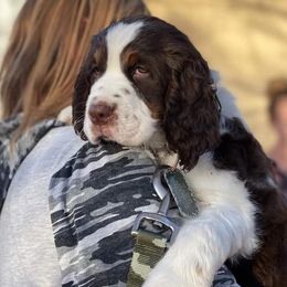 English Springer Spaniels from Snowy Butte Springer Spaniels