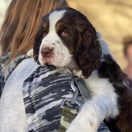 English Springer Spaniels from Snowy Butte Springer Spaniels