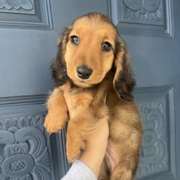Churro - Red male Dachshund puppy in Chino Hills, California from Wooofyland LLC