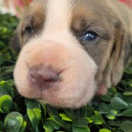 Blue tri boy (orange collar) - Blue tan and white male Beagle puppy in Spring Branch, Texas from Lost Trail Kennels