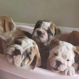Bichon Frises, Bulldogs, and French Bulldogs from Arralaine Pups