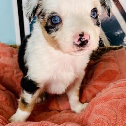 Blue Merle girl - Blue merle female Toy Australian Shepherd puppy in Oklahoma City, Oklahoma from Faith River Aussies