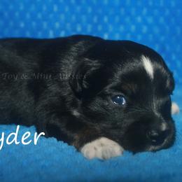Ryder - Black tri male Miniature American Shepherd puppy in Godley, Texas from Flying H Toy and Mini Aussies