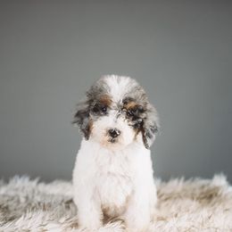 Neptune - Merle female Bernedoodle puppy in Caldwell, Idaho from Boise Doodle Co.