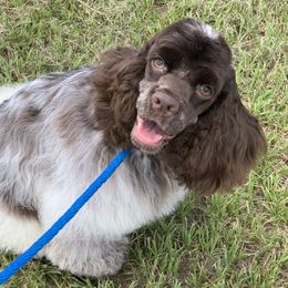 Zuzu - Cocker Spaniel