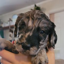 Goldendoodle Puppies from Gallimore Doodles