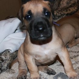Great Danes from Konkoly-Thege Danes