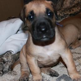 Great Danes from Konkoly-Thege Danes