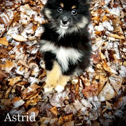 Pomsky Puppies from Blue Ridge Pomsky