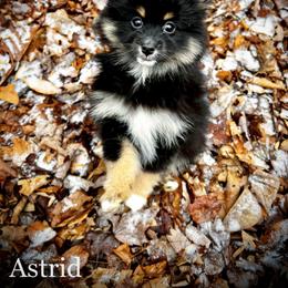 Pomsky Puppies from Blue Ridge Pomsky